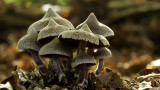 Cortinarius Paleifer / Paarse Pelargoniumgordijnzwam