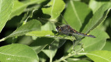 Gevlekte witsnuitlibel / Leucorrhinia pectoralis