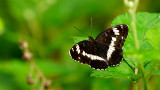Limenitis Camilla / Kleine IJsvogelvlinder
