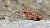 Bufo bufo / Gewone pad