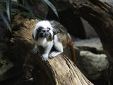 Saguinus oedipus / Pinché-aapje