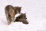 Nationaal Park Bayerischer Wald