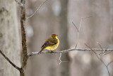 Palm Warbler