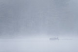 Moose In Mist