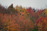 Nine Crows