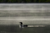 Common Loon