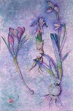 February Bulbs