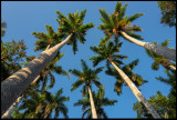King Palms
