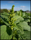 Tobacco plant