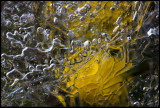Ice and yellow flower - Grnhgen