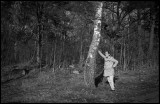 Birch stretching ......Växjö