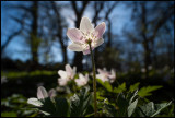 Wildwood Windflower (Vitsippa) Albrunna Lund