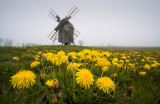 Dandelions at Mellby