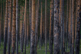 Forest near Älvsbyn