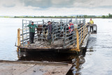 Cow-ferry in Tornedalen