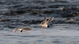 Little Gulls (Dvärgmåsar) - Kalixälven