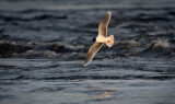 Little Gull (Dvärgmåsa) - Kalixälven