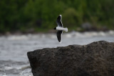 Little Gull (Dvärgmås) - Kalixälven