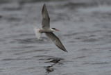 Common Tern (Fisktärna) - Kalixälven