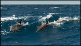 Surfing dolphins - The Azores