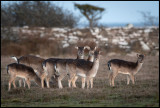 Young Fallow Deers in the open fields near Ottenby