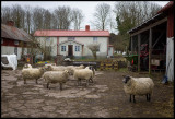 Sheep in Eriksöre