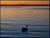 Mute Swan and land bridge