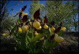 Lady's-slipper Orchid (Guckusko) - Rödön Jämtland