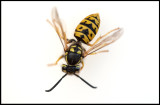 Wasp - Grönhögen