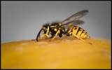 Wasp at melon - Grönhögen