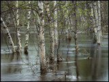 Flood birches near Muodoslompolo - Lapland
