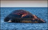 Stranded Hupback Whale (Knölval) - Mellby Ör Öland