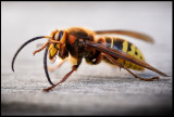 Bålgeting äter kvalster (Hornet eating mite?)