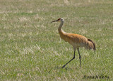 Sandhill Crane