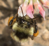 Black-notched Bumble Bee