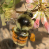 Black-notched Bumble Bee