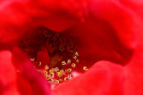 Macro_06.jpg