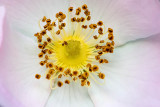Macro_07.jpg