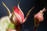 Flora_26.jpg