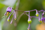 Macro_08.jpg