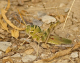 Great Crested Grasshopper
