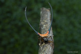 Curved Spiny Orb Spider