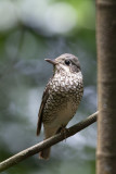 White-throated Rock Thrush