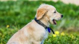 Is Kennel Cough infectious to person?
