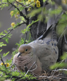 Mourning Dove