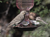 House Finch Pair