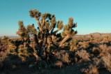 Nevada Landscapes
