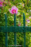 Flowers and fence