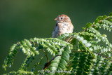 Sparrow on green