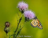 Monarch on thistle